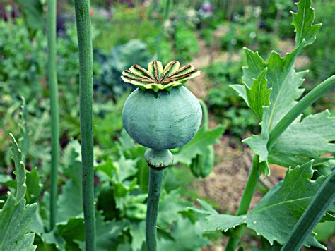 depressant drugs made from or similar to opium are called